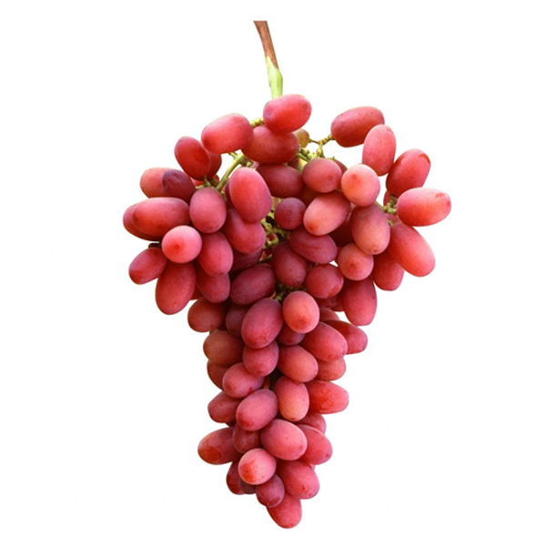 Calmaria Grapes